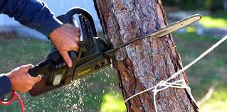 Best Tree Preservation Services  in Herington, KS