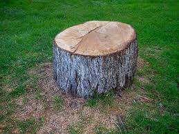 Tree and Shrub Care in Herington, KS