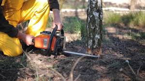 Best Tree Health Inspection  in Herington, KS