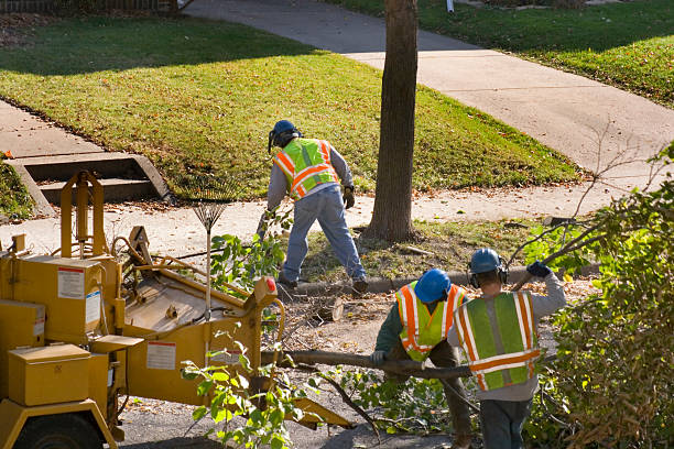 Reliable Herington, KS Tree Removal Solutions